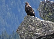 04 Aquila apoollaiata sulle rocce in attenta osservazione